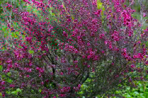 manuka plant in bloom